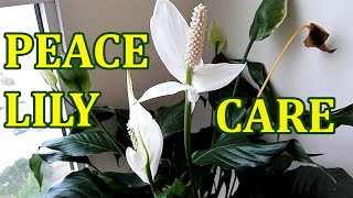 PEACE LILY  How To Care Indoor House Plant Spathiphyllum  Best Indoor Houseplant [upl. by Dnomsad]