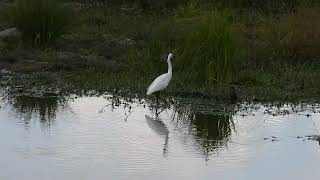 AIGRETTE PARTIE 2 [upl. by Moritz]