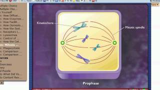 Marchand Biology  Mitosis amp Cytokinesis [upl. by Ennaillek]