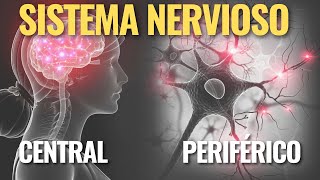 El SISTEMA NERVIOSO CENTRAL y PERIFÉRICO [upl. by Selwyn]