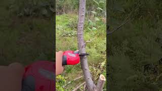 Amazing Electric Pruning Shears shorts [upl. by Lubbock]