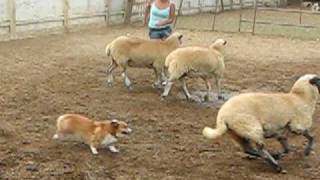 Corgi Sheep Herding [upl. by Lunnete]