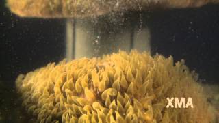 Mushroom corals spawning [upl. by Hunfredo917]