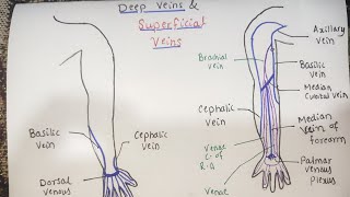 Venous Drainage of Complete Upper Limb  Dr Ali  Doctor Z [upl. by Hilliary]