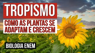 TROPISMO como as plantas se adaptam e crescem  Biologia para o Enem  Cláudia de Souza Aguiar [upl. by Aivato]