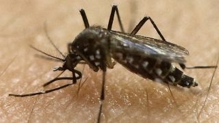 Preview Fox News Reporting Zika [upl. by Milks]