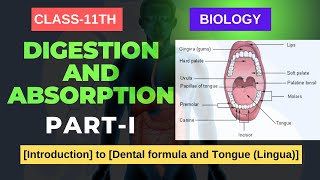 DIGESTION amp ABSORPTION CLASS11 BIOLOGY Introduction to Dental formula and Tongue Lingua [upl. by Nofpets86]