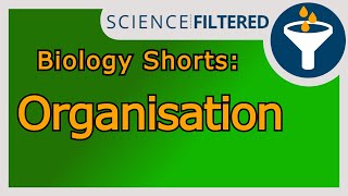 Video 32  Optimum pH of enzymes  graphs [upl. by Dayna]