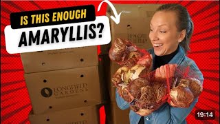 Amaryllis Unboxing Selling Cut Amaryllis Flowers to Support My Amaryllis Addiction😍 [upl. by Aicert]