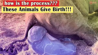 10 Unique Process Animals Give Birth [upl. by Hilliary472]