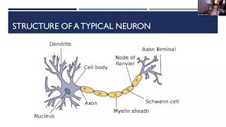 Webinar Neuronal Architecture and Communication Within Neurons [upl. by Nylorahs]