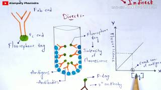 Immunoflourescence Assay  Principle  Procedure  By phanindra gupta  Bio science [upl. by Crespi]