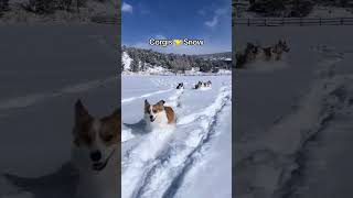 Corgis playing in the snow corgi pets dog shortsfeed new snow play puppy shortvideo dogs [upl. by Daeriam]