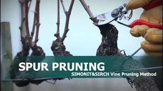 Cordon spur pruning tutorial with innovative SIMONITampSIRCH vine pruning Method English Audio [upl. by Katherine]