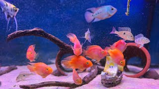 Hybrid Cichlids and Geophagus Tank geophagus fish fishtank [upl. by Annauqahs]