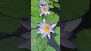 Blue Capensis Waterlily nymphaea flowers aquaticplants kokan garden karwar mobilephotography [upl. by Sucitivel328]