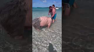 Pig island  Bahamas 🇧🇸 swimming with pigs bahamas pigs [upl. by Aborn529]