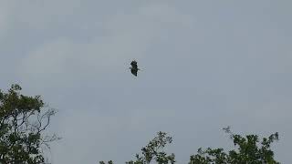 European Honey Buzzard  Wespendief  Westbroek NL  1582024 [upl. by Jolyn758]