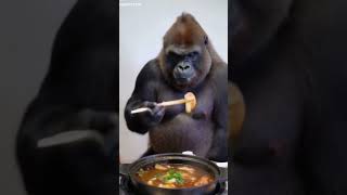 Gorilla eating 😂 [upl. by Borroff594]