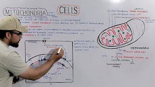 Mitochondria Structure and Functions of Mitochondria Detailed Series [upl. by Llenehs]