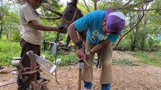 Herrando mula de las manos este es el trabajo que hace un herrador en el rancho [upl. by Ydner]