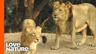 Lion Sneaks up on Lioness at Night  Predator Perspective [upl. by Kaufman]