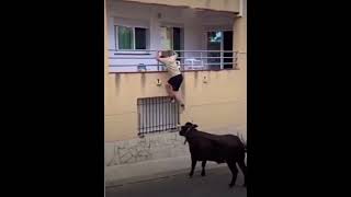 ¡Increíble Momento🐂🔥Un Toro Sube a la Pared para Alcanzar a un Aficionado en la Ventana😱 toros [upl. by Darahs]