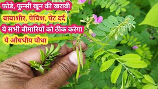 sharpunkha plant  tephrosia purpurea plant  ayurveda seetaramb [upl. by Hallam]