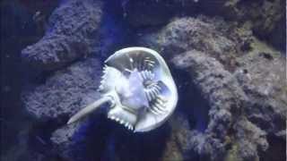 Singapore degenkrab  Carcinoscorpius rotundicauda  Mangrove horseshoe crab [upl. by Janifer]