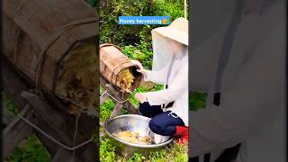 Extreme Honeycomb harvesting 🍯Harvesting honey from beehive 🐝 EP140 trending shorts satisfying [upl. by Aicaca]