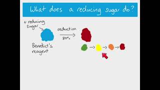 AS Biology  Testing for reducing and non reducing sugars [upl. by Neukam311]