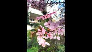 Spring and Summer in Berlin  May June  Berlin vlog [upl. by Eerrehc]