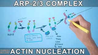 Actin Nucleation by Arp23 Complex [upl. by Erminia]