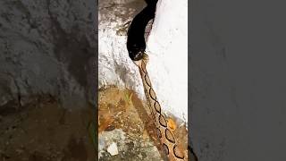 cobra vs python  snakes fight animals cobra python snacks viral [upl. by Dranyam]