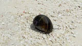 Zufallsbegegnung am Strand mit einer Schnecke Nerita malediven male strand schnecke [upl. by Eilojne]