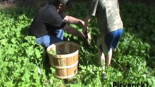 The Fast and Easy Way to Pick Turnip Greens [upl. by Megargee783]