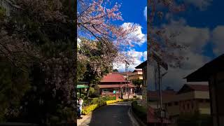 Shillong road cherry blossom beautiful views short video subscribe like👍😘 [upl. by Aeli]