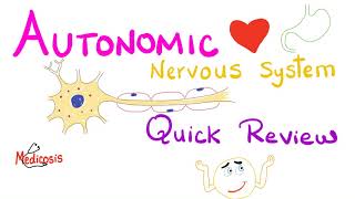 Autonomic Nervous System ANS  Quick Review  Physiology Series [upl. by Ochs]