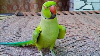 Talking Parrot Saying Mithu Mithu [upl. by Asirahc]