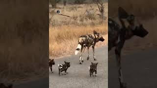 quot¡Aventura Salvaje Una Familia de Perros Africanos Recorre la Sabana en Plena Libertadquot perros [upl. by Aiem]