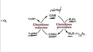 USMLE ACE Video 41 Chronic Granulomatous Disease CGD  NADPH Oxidase Pathway [upl. by Caruso613]