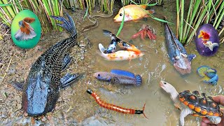 So Amazing Catching Colorful Betta Fish In The River Giant Catfish Ornamental Fish Turtle Bird Goose [upl. by Idissac]