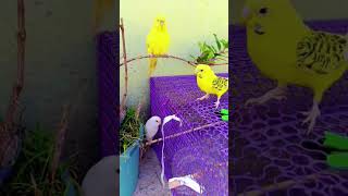 Budgies parrot viralvideo minivlog parrot [upl. by Sewoll907]