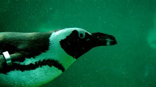 Pinguine unter Wasser  Zoo Vienna  Penguin under Water [upl. by Drucilla]