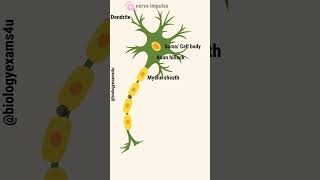 Neuron Animation  Nerve Impulse Conduction Slow motion [upl. by Anival]