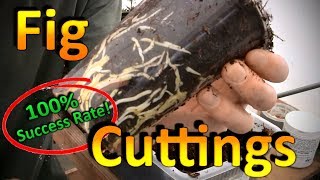 How to Root Fig Cuttings  A Better Propagation Method [upl. by Arakawa]