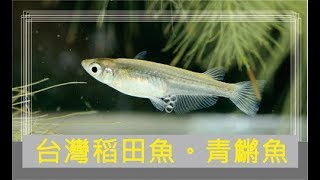 台灣稻田魚青鱂魚 Oryzias latipes [upl. by Hilly]