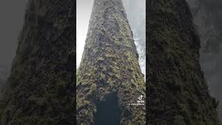 Old growth Noble fir at Marys peak [upl. by Bunker]