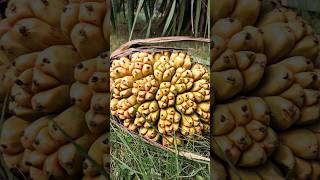 தாழம்பூ பழம்🍍 சாப்பிடலாம் வாங்க✨ thalampoo shorts exotic flowers yt pandanus video fruit [upl. by Rusell]