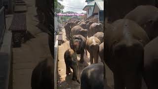 PINNAWALA ELEPHANT ORPHANAGE  SRI LANKA tour tourism music song [upl. by Ardolino634]